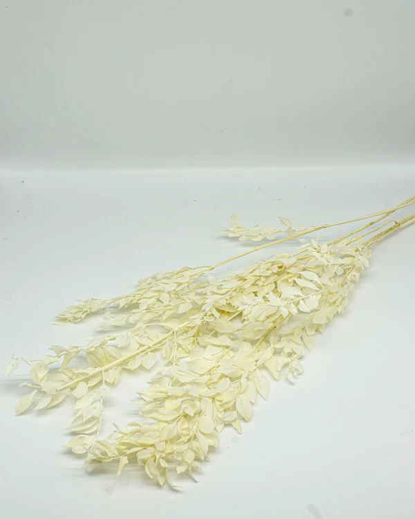 Ruscus Bleached