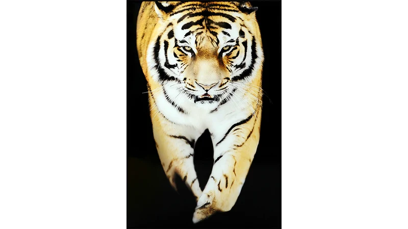 Tavla Tiger 120x80 svart PS ram K
