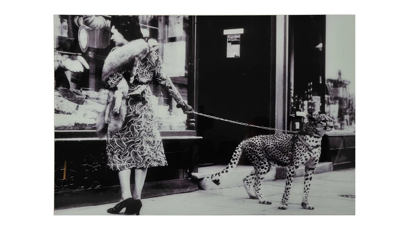 Tavla WINDOWSHOPPING m cheeta 150x100