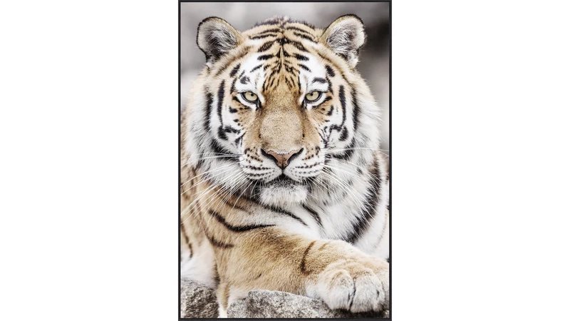 Tavla Tiger II, 120X90